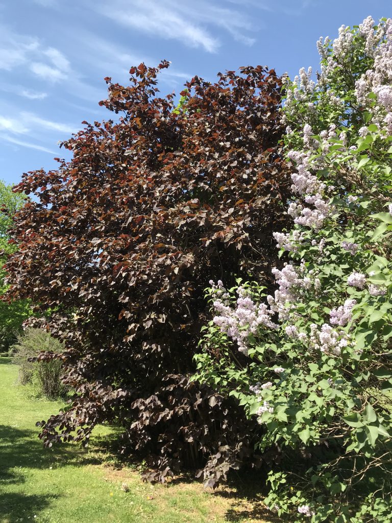 Frühling, Schönbrunn 2020