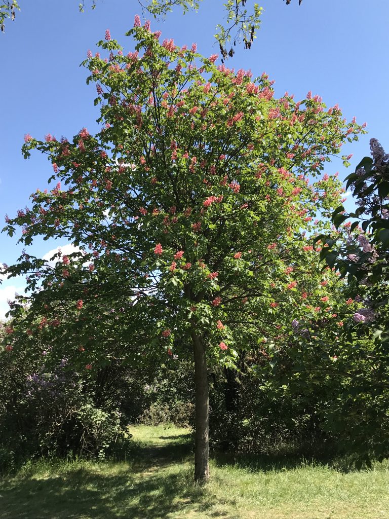 Kastanienbaum Friedhof St. Marx 2020